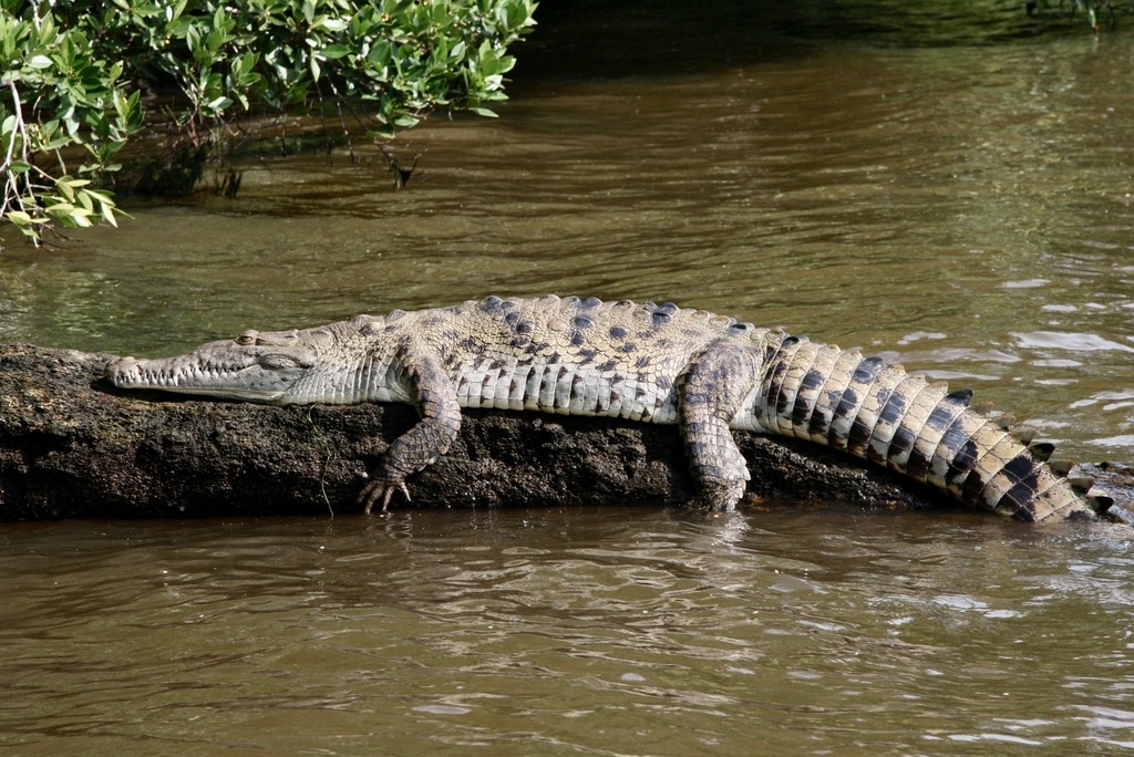 American Crocodile