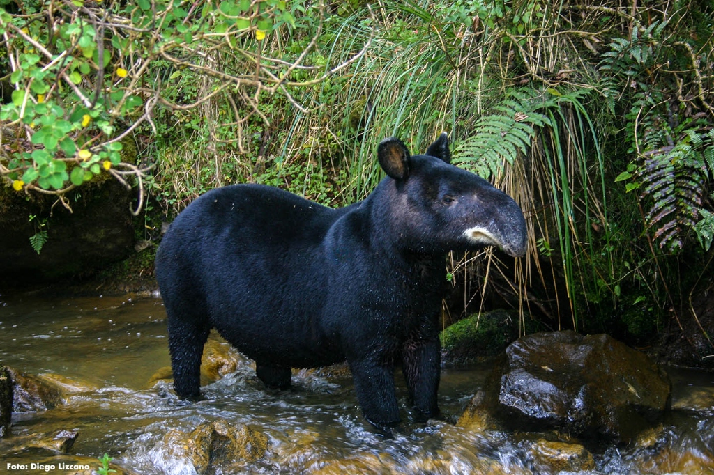Baird’s Tapir