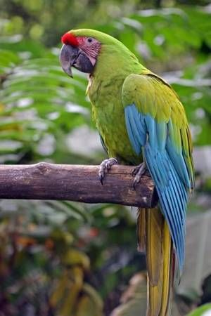 Great Green Macaw