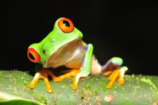 Red-eyed Tree Frog