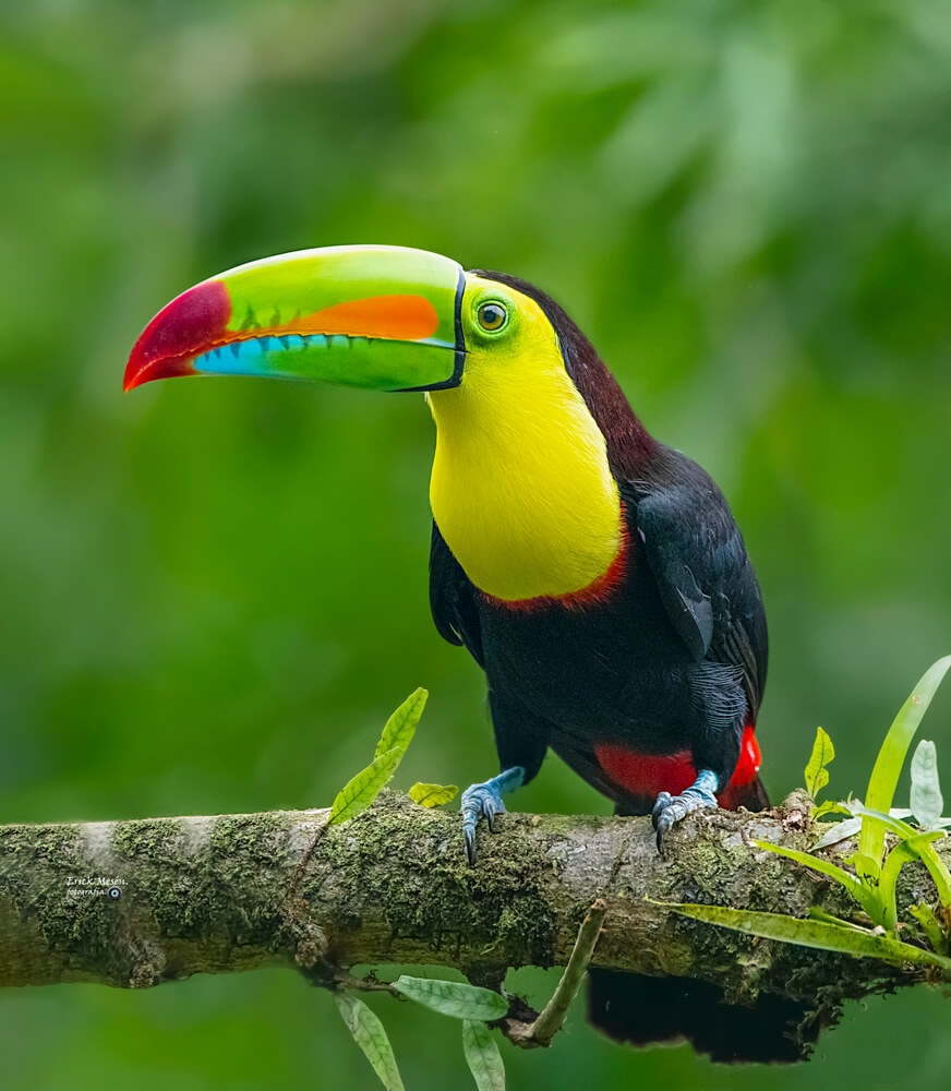 Keel-billed Toucan