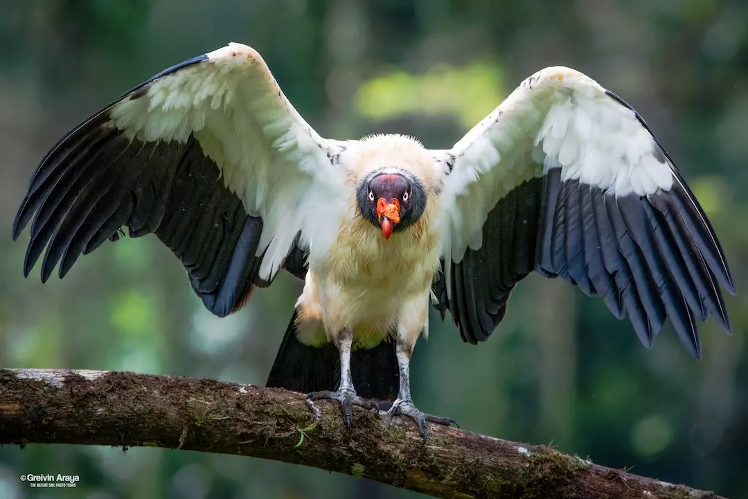 King Vulture